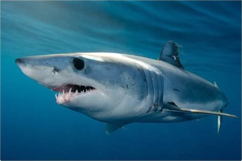 facts about the mako shark.